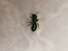 Augochlora pura