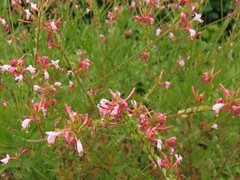 Oenothera gaura