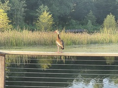 Dendrocygna autumnalis