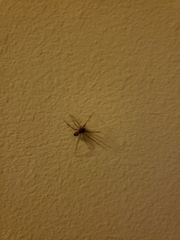Araneae