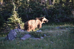 Ursus arctos horribilis