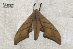 Marumba cristata