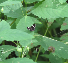 Trichodezia albovittata