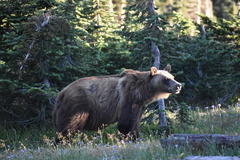 Ursus arctos horribilis