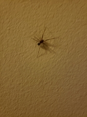 Araneae