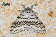 Lymantria brotea lepcha