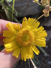 Hymenoxys brandegeei