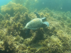 Chelonia mydas