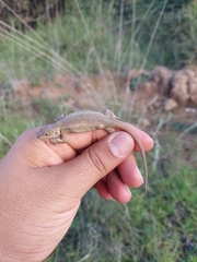 Sceloporus aeneus