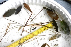 Potamogeton natans