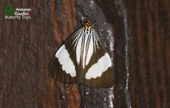 Nyctemera tripunctaria