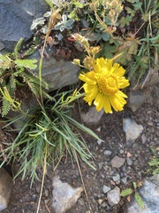 Hymenoxys brandegeei