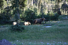 Ursus arctos horribilis