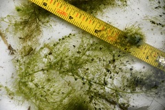 Utricularia macrorhiza