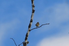 Phylloscopus