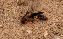 Cerceris bicornuta