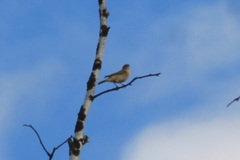 Phylloscopus
