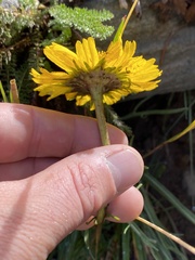 Hymenoxys brandegeei
