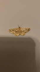 Melanolophia canadaria