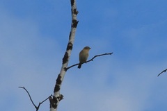 Phylloscopus