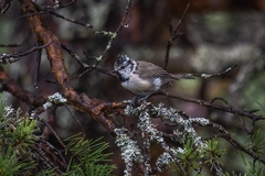 Lophophanes cristatus
