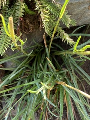 Hymenoxys brandegeei