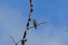 Phylloscopus