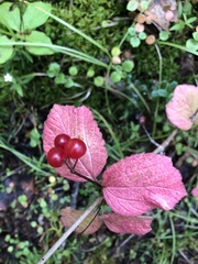Viburnum edule