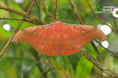 Antheraea