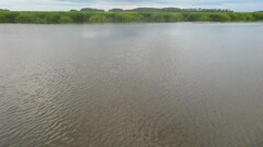 Lepisosteus osseus