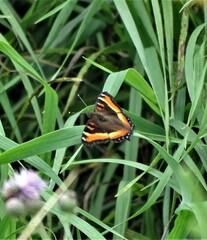 Aglais milberti