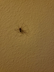 Araneae