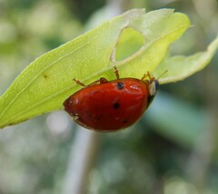 Hesperomyces harmoniae