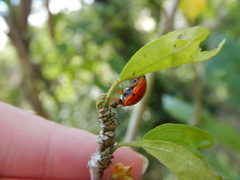 Hesperomyces harmoniae