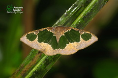 Celenna festivaria