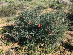 Lessertia frutescens