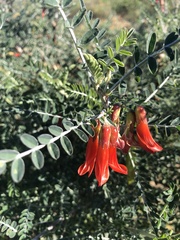 Lessertia frutescens