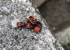 Pyrrhocoris apterus