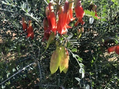 Lessertia frutescens