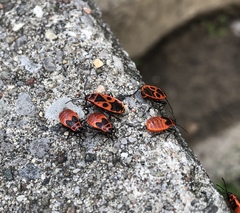 Pyrrhocoris apterus