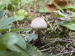 Lepiota cristata