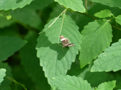 Trichodezia albovittata