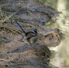 Malurus cyaneus