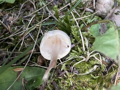 Lepiota cristata