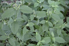 Achyranthes japonica