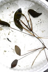 Potamogeton natans