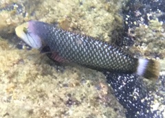 Novaculichthys taeniourus