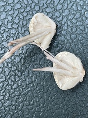Lepiota cristata