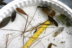 Potamogeton natans