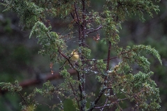 Phylloscopus